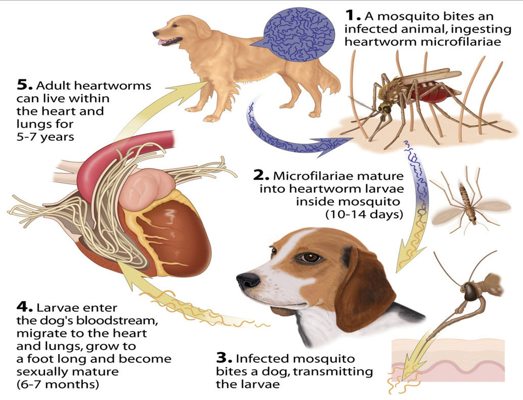 Heartworms in Dogs Facts and Myths Wonder Weims Rescue