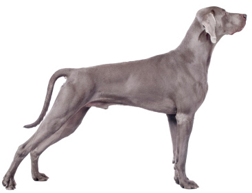 weim