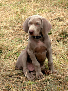 weim_pup