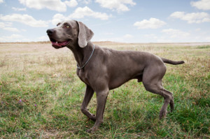 Weimaraner