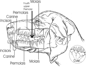 dog teeth