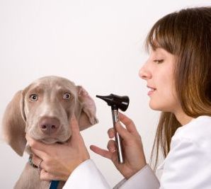 weimaraner vet