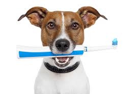 dog toothbrush